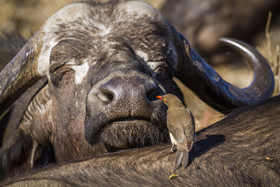 Close-up of a horse