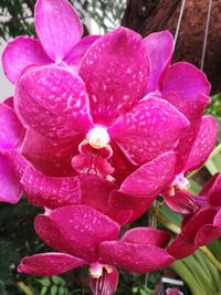 Close-up of pink orchids blooming outdoors