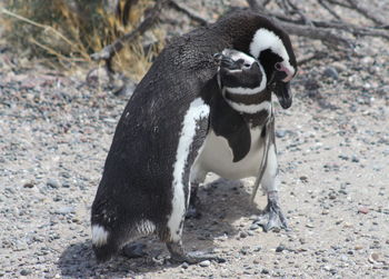 View of an animal sitting on field