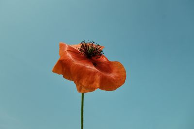 Close-up of red flower against clear sky