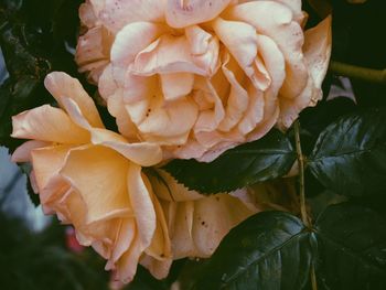 Close-up of flower blooming outdoors