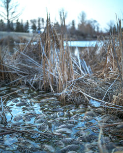 Scenic view of frozen lake in forest