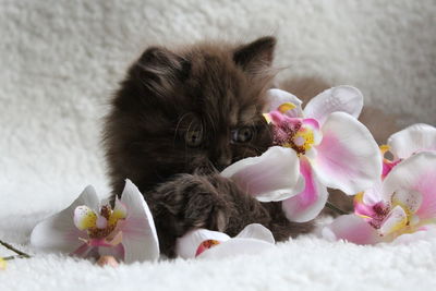 Close-up of british longhair kitten sitting with flowers on bed
