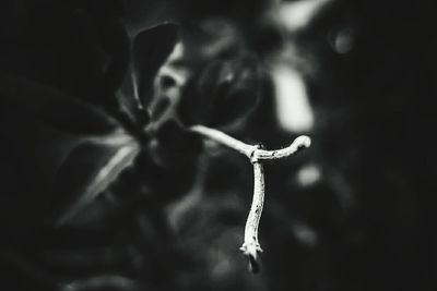 Close-up of plant against blurred background