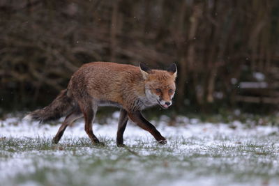 A red fox in the snow