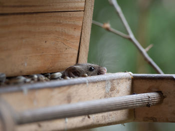 Close-up of a lizard on a fence