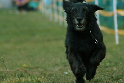 Dog on field