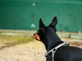 Close-up of a dog looking away