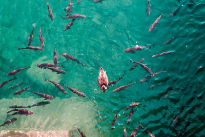 High angle view of fishes swimming in sea