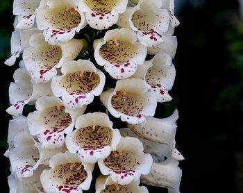 Close-up of white flowers