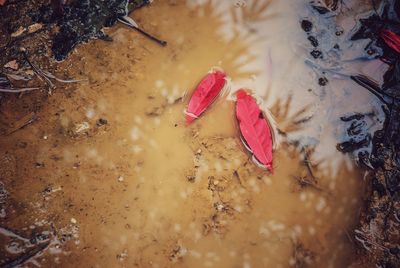 High angle view of autumn leaves floating on water