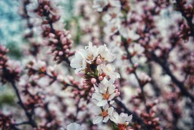 Close-up of cherry blossom