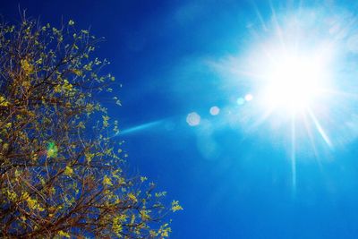 Low angle view of trees against blue sky