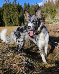 Full length of a dog on field