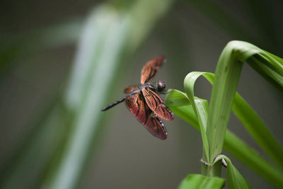 Close-up of insect on plant