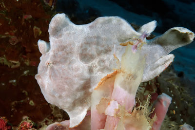 Close-up of fish underwater