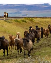 Horses on field against sky