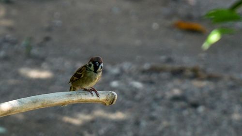 Close-up of bird perching on leaf