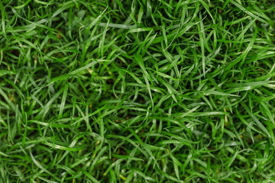 Full frame shot of grass