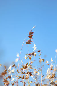 Close-up view of dried flowers on the blue sky background