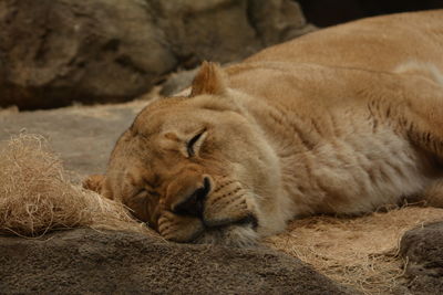 Close-up of a sleeping lioness