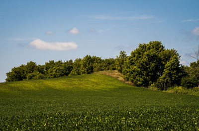 Scenic view of trees on field against sky