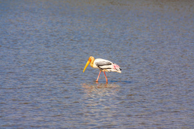 Bird in water