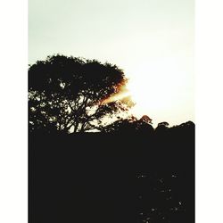 Low angle view of silhouette trees against sky