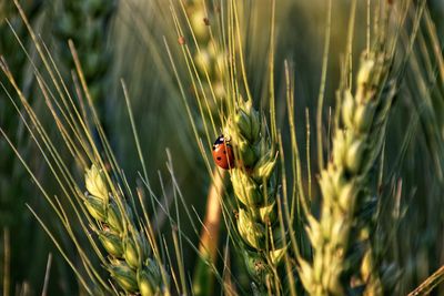 Close-up of ladybug on plant