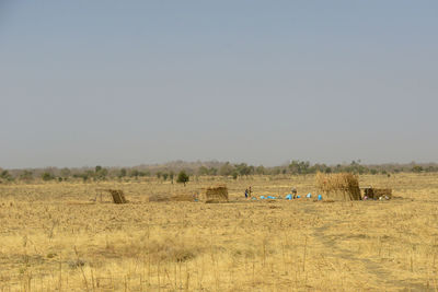 View of sheep on field against clear sky