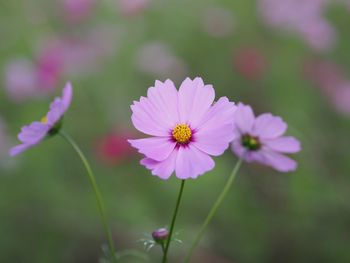 Close-up of pink cosmos flower