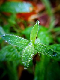 Close-up of water drops on plant
