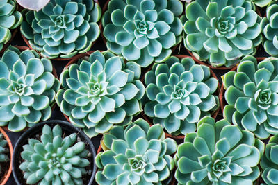 Full frame shot of succulent plant