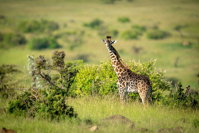 Masai giraffe stands in profile turning head