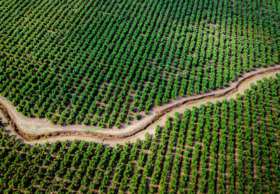 High angle view of snake