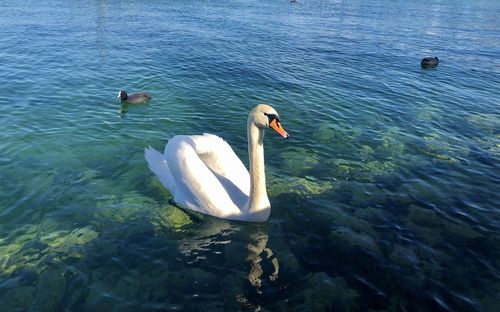 High angle view of swan swimming in lake