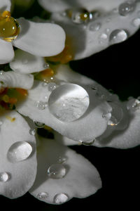 Close-up of wet white flower