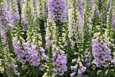 Full frame shot of flowering plants