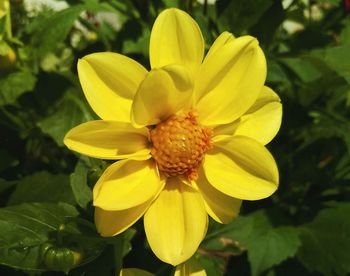 Close-up of yellow flowering plant