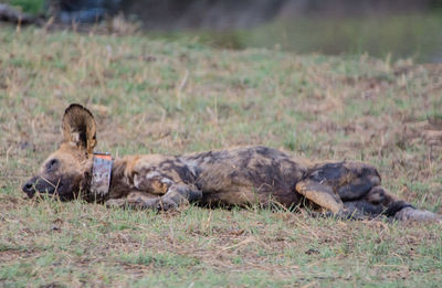 Lion lying in grass