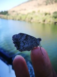 Cropped image of hand holding crab by lake