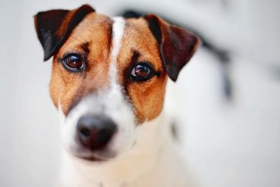 Close-up portrait of dog