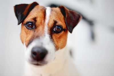 Close-up portrait of dog