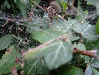 Close-up of spider web on plant