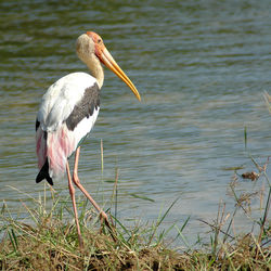 Bird perching on a lake