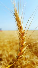 Close-up of wheat growing on agricultural field against sky
