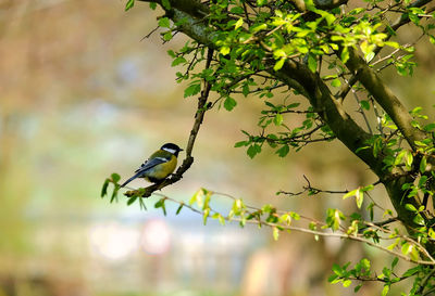 Close-up of bird perching on a tree