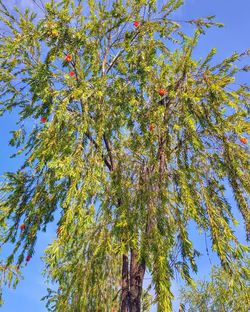 Low angle view of tree against sky