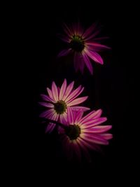 Close-up of pink flower over black background