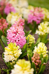 Close-up of pink flowers